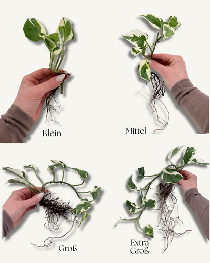 Efeutute Enjoy – Ableger in der Hand (Größenbeispiel)
