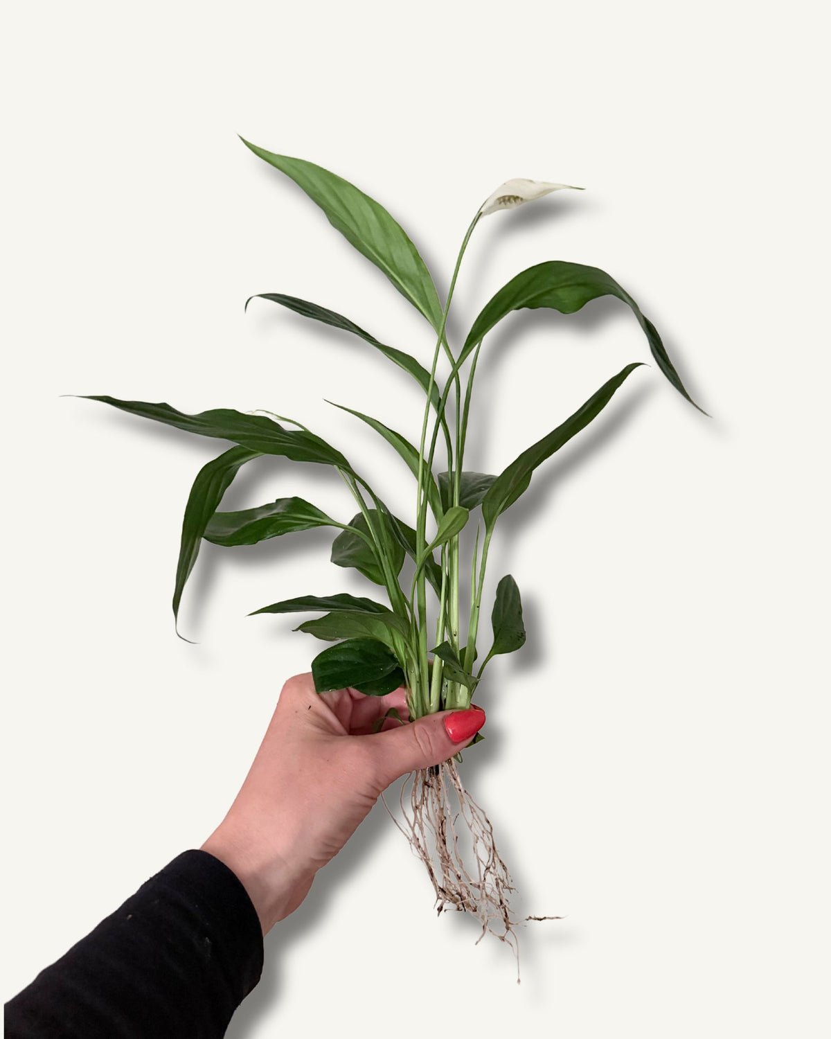 Spathiphyllum Elegantes Einblatt| bewurzelter Ableger