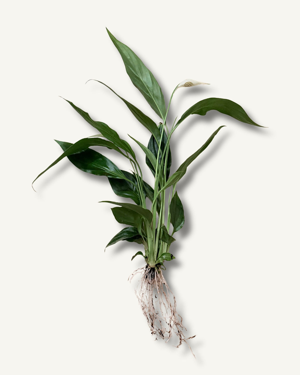 Spathiphyllum Elegantes Einblatt| bewurzelter Ableger