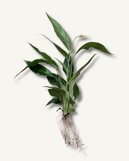 Spathiphyllum Elegantes Einblatt| bewurzelter Ableger