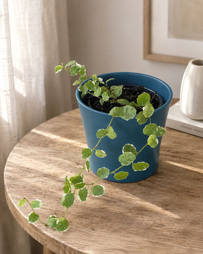 Ficus pumila | 2 frisch eingetopfte Ableger (Ø 9cm Topf)