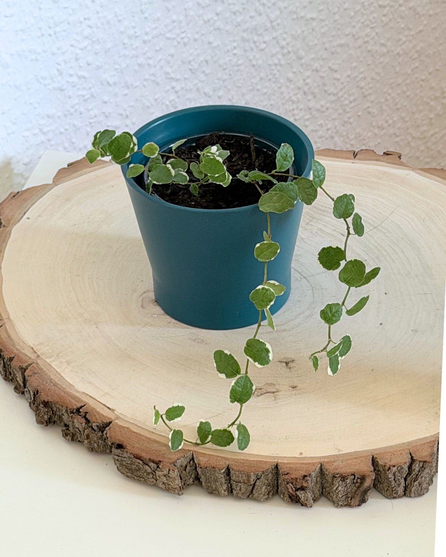 Ficus pumila | 2 frisch eingetopfte Ableger (Ø 9cm Topf)