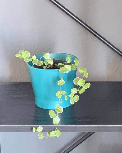 Ficus pumila | 2 frisch eingetopfte Ableger (Ø 9cm Topf)