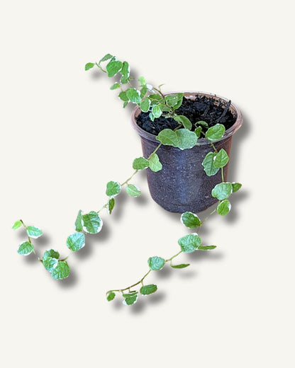 Ficus pumila | 2 frisch eingetopfte Ableger (Ø 9cm Topf)