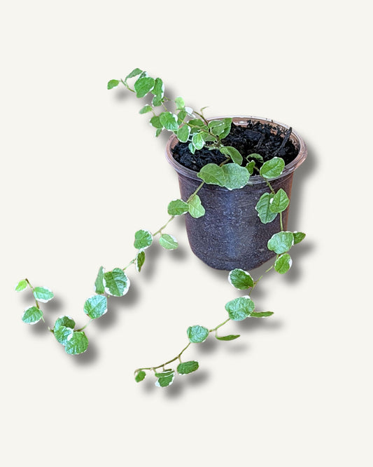Ficus pumilla frisch eingepflanzt