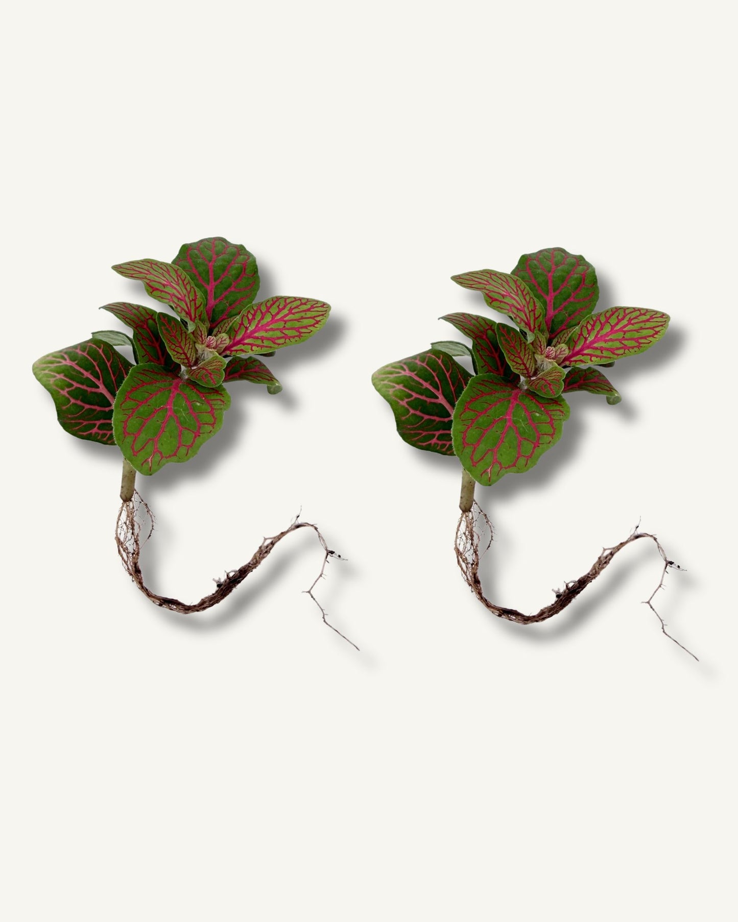 Fittonia Gruen Pink Ableger 2er Set