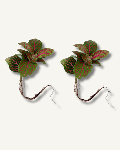 Fittonia Gruen Pink Ableger 2er Set