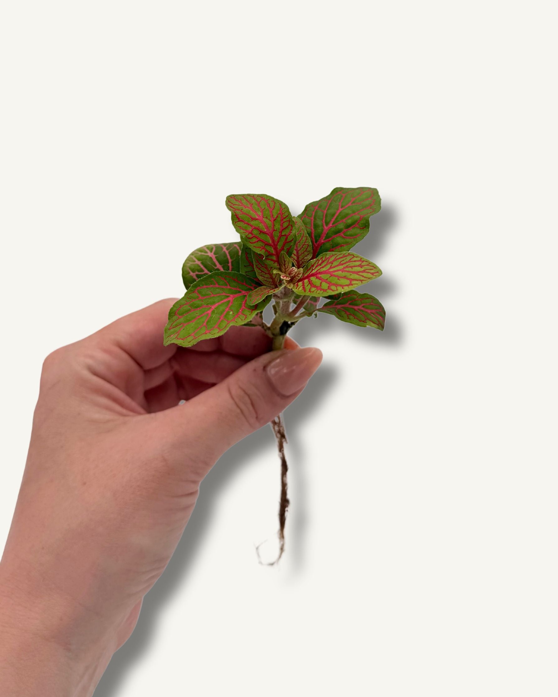 Fittonia Gruen Pink Ableger Größenverhältnis