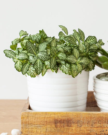 Fittonia weiß – eingepflanzt im Topf (Beispiel)