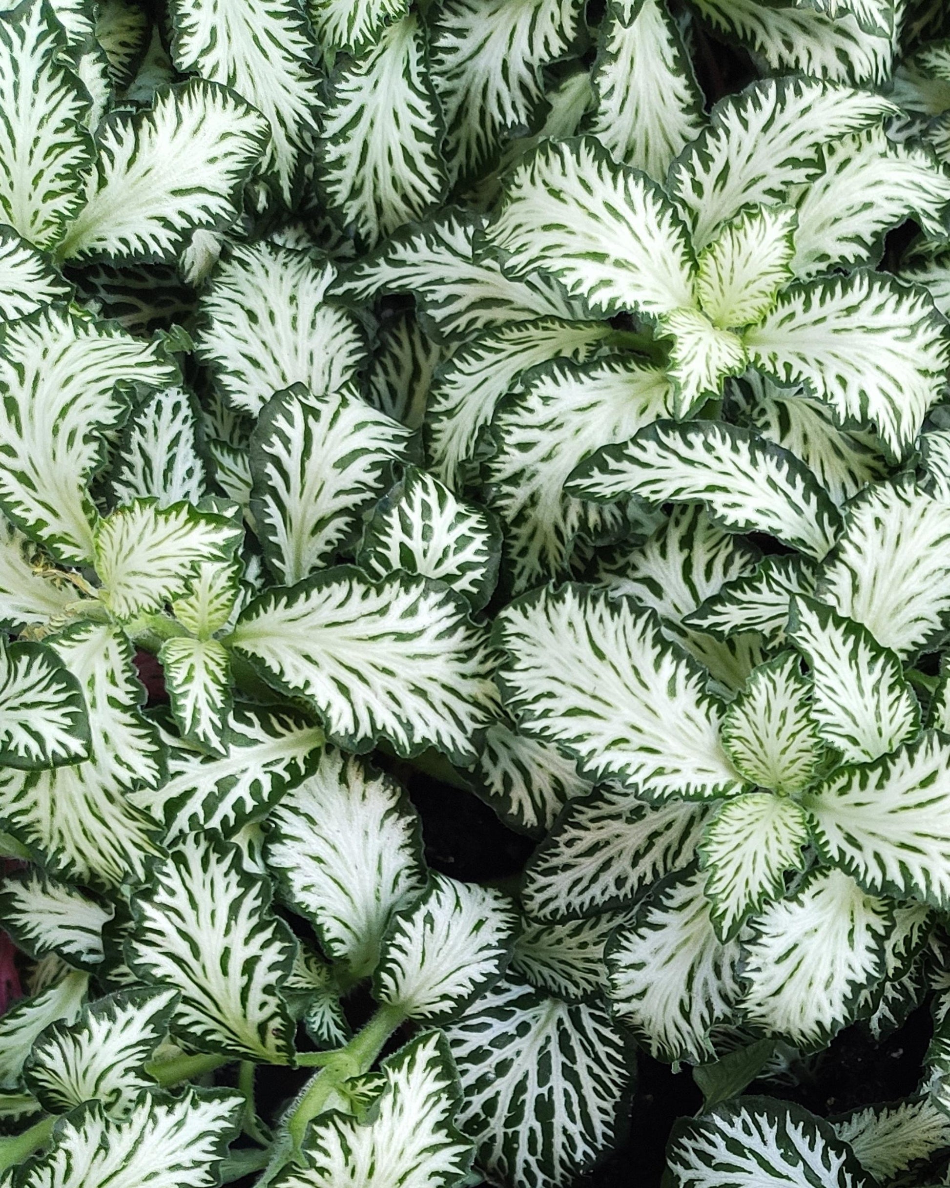 Fittonia albivenis ‘White’ – Blattadern Nahaufnahme