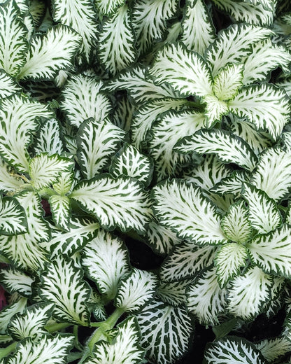 Fittonia albivenis ‘White’ – Blattadern Nahaufnahme