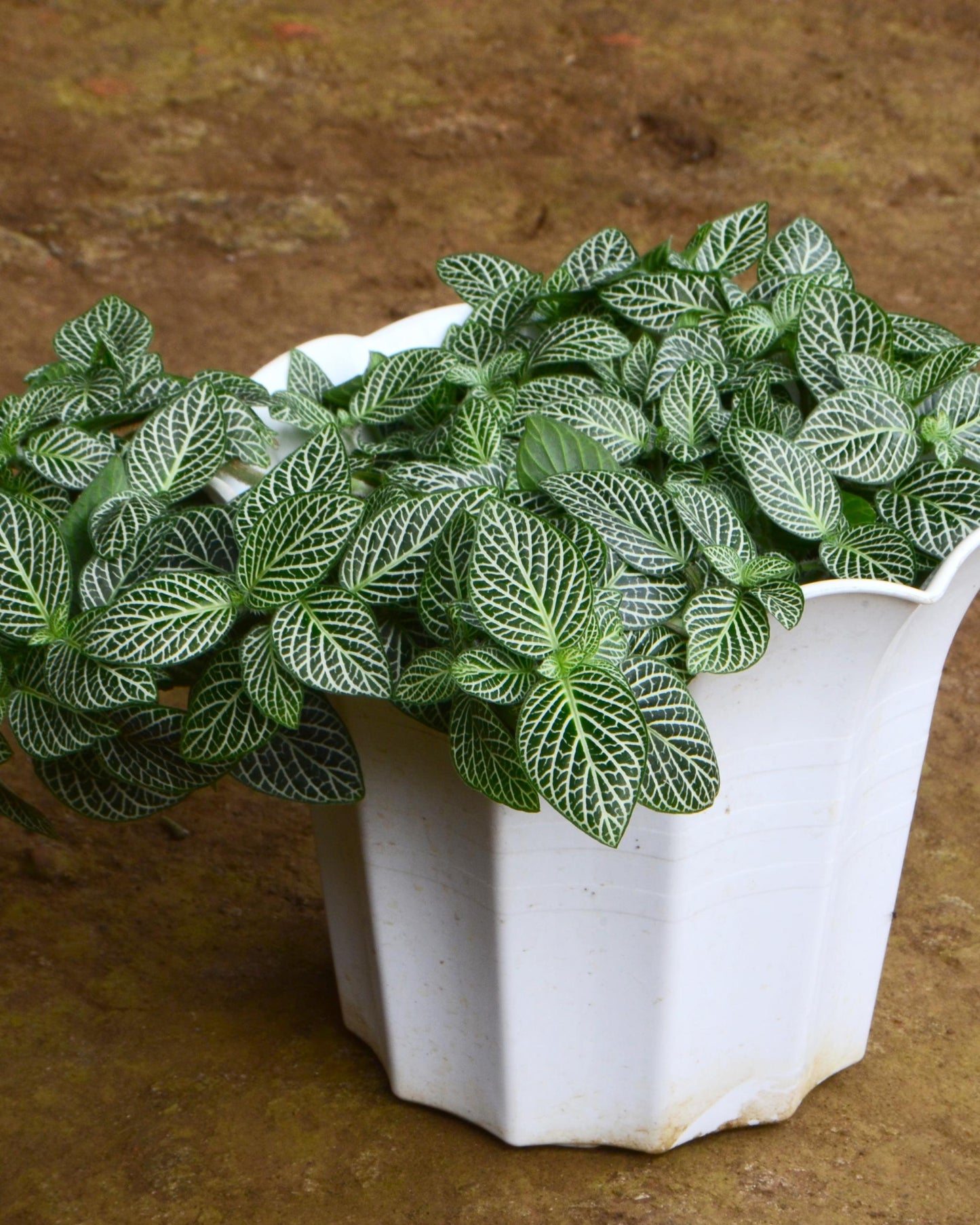 Fittonia weiß – eingepflanzt (Beispiel)