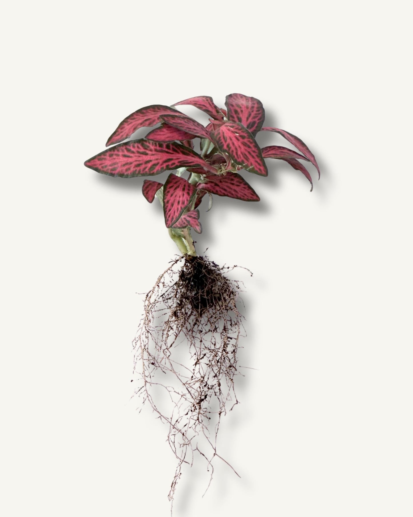 fittonia rot ableger, bewurzelt