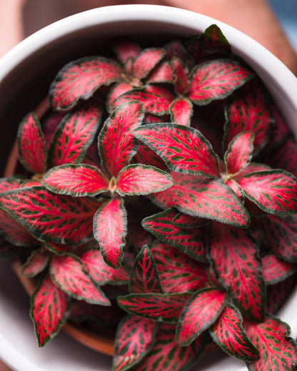 Fittonia rot, tolle blattadern