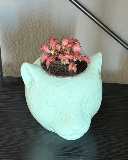 Fittonia in rot eingepflanzt mit übertopf