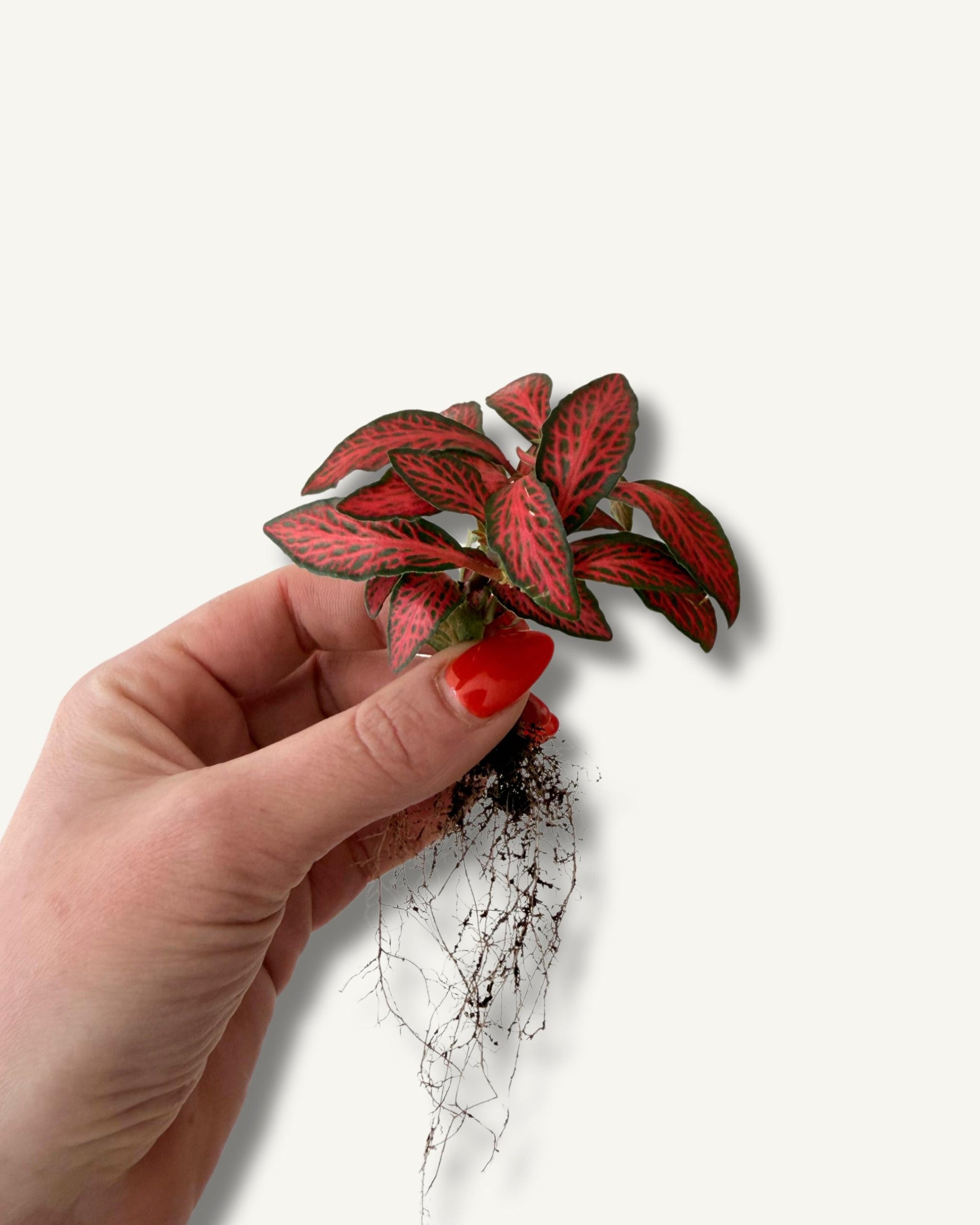 fittonia in rot, perfekte größe