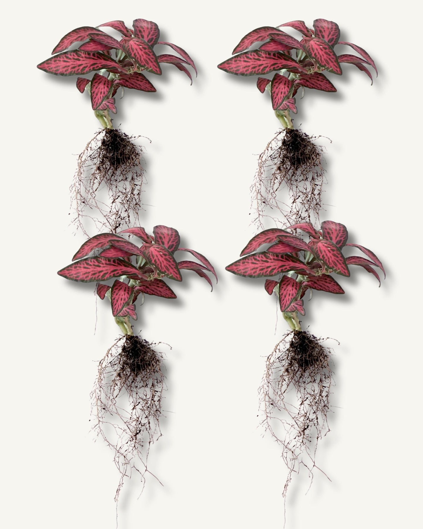 fittonia rot 4er set bewurzelt