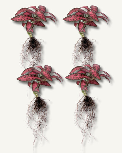 fittonia rot 4er set bewurzelt