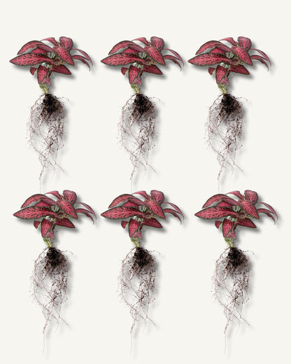 fittonia rot 6er set