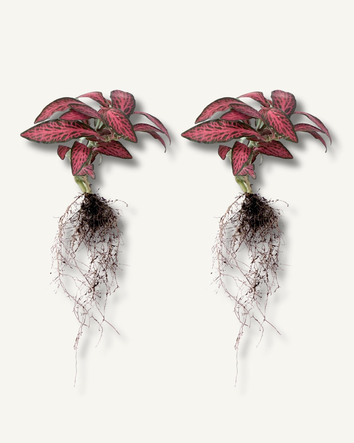 fittoni rot 2er set bewurzelt