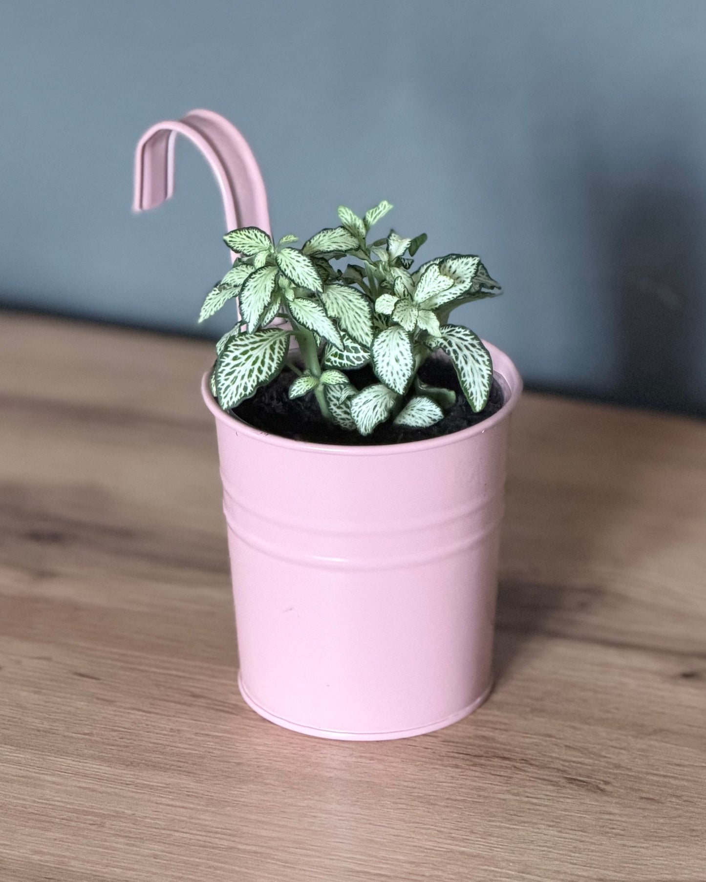Fittonia Weiß – 2 frisch eingetopfte Ableger (Ø 9cm Topf)