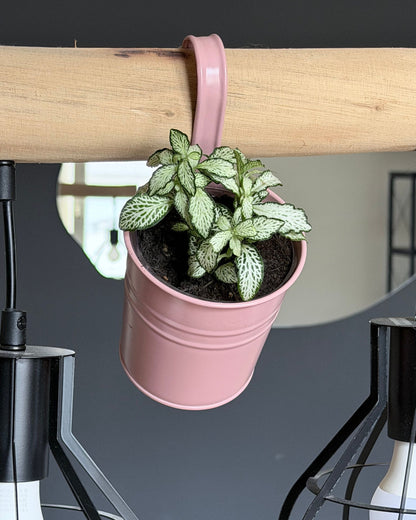 Fittonia Weiß – 2 frisch eingetopfte Ableger (Ø 9cm Topf)