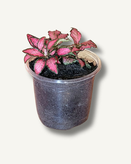 Fittonia in rot eingepflanzt frisch