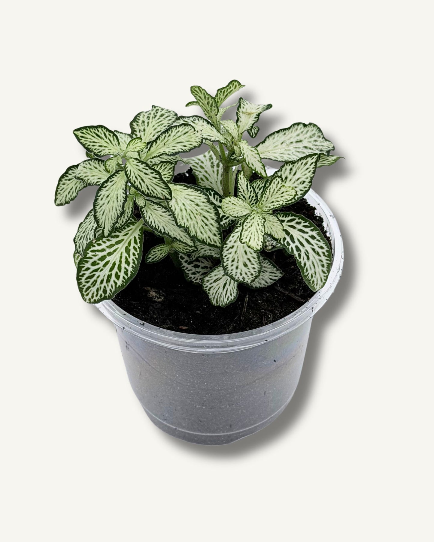 Fittonia Weiß – 2 frisch eingetopfte Ableger (Ø 9cm Topf)