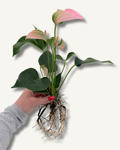 Flamingoblume Anthurium | bewurzelter Ableger