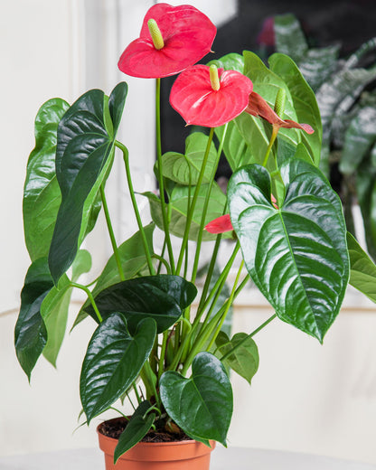 Flamingoblume Anthurium Rot | bewurzelter Ableger