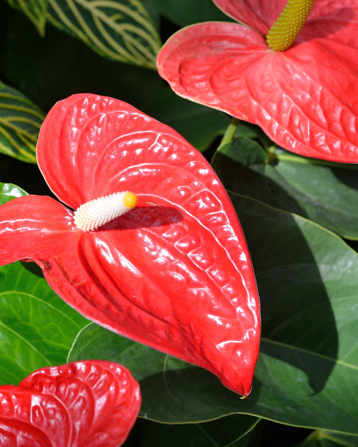 Flamingoblume Anthurium Rot | bewurzelter Ableger