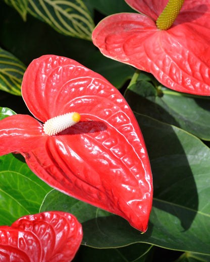 Flamingoblume Anthurium Rot | bewurzelter Ableger