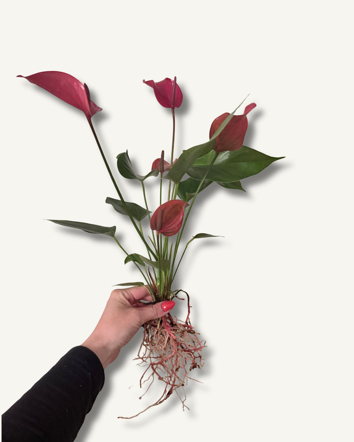 Flamingoblume Anthurium Rot | bewurzelter Ableger