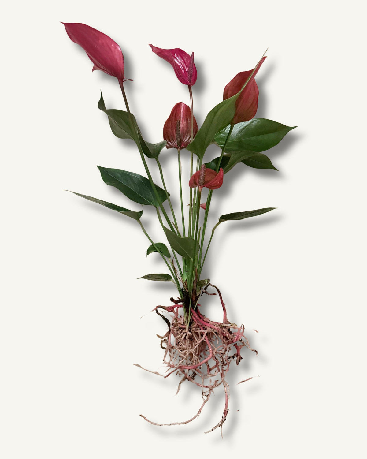 Flamingoblume Anthurium Rot | bewurzelter Ableger