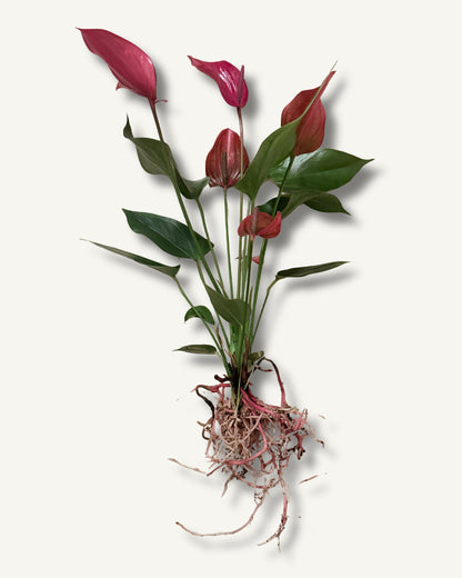 Flamingoblume Anthurium Rot | bewurzelter Ableger