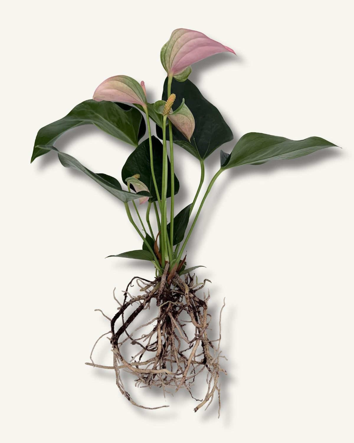 Flamingoblume Anthurium | bewurzelter Ableger