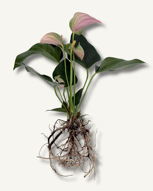 Flamingoblume rosa abelger