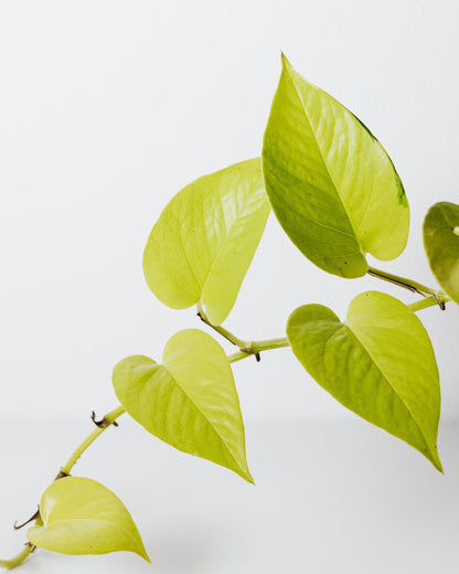 Golden Pothos – gold-grüne Blattzeichnung Nahaufnahme