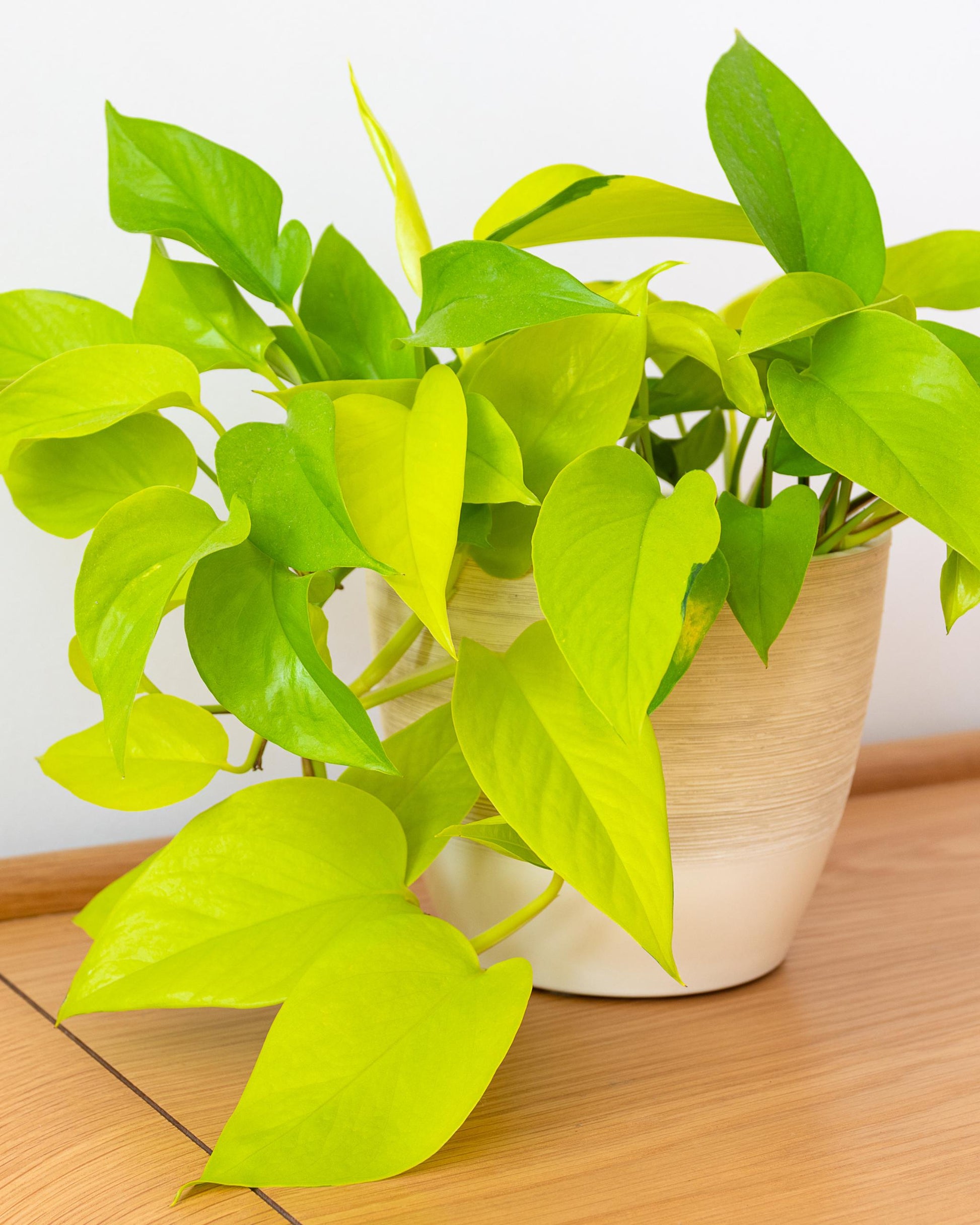 Epipremnum aureum – Zimmerpflanze im Wohnraum (Beispiel)