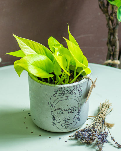 Golden Pothos – eingepflanzt im Topf (Beispiel)