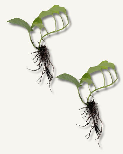 Golden Pothos Groß Ableger 2er Set