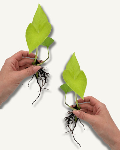 Golden Pothos Klein Ableger 2er Set