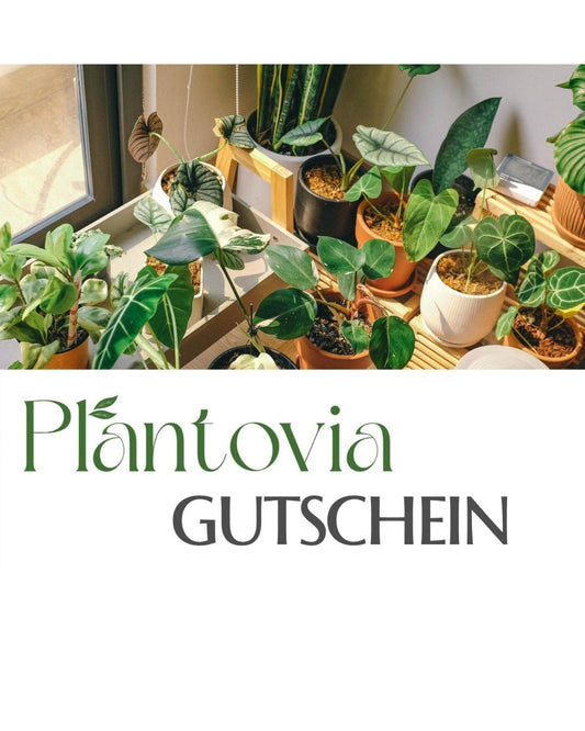 Verschenke Freude die wächst mit unseren Gutscheinen