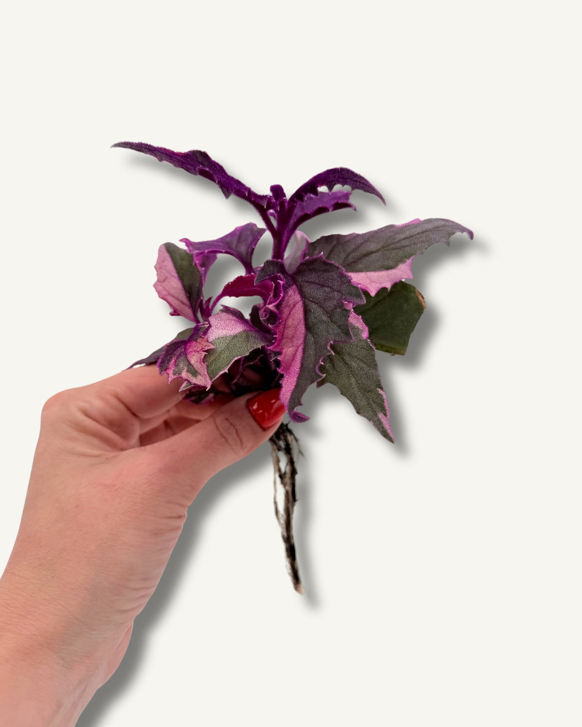 Gynura aurantiaca  | bewurzelter Ableger