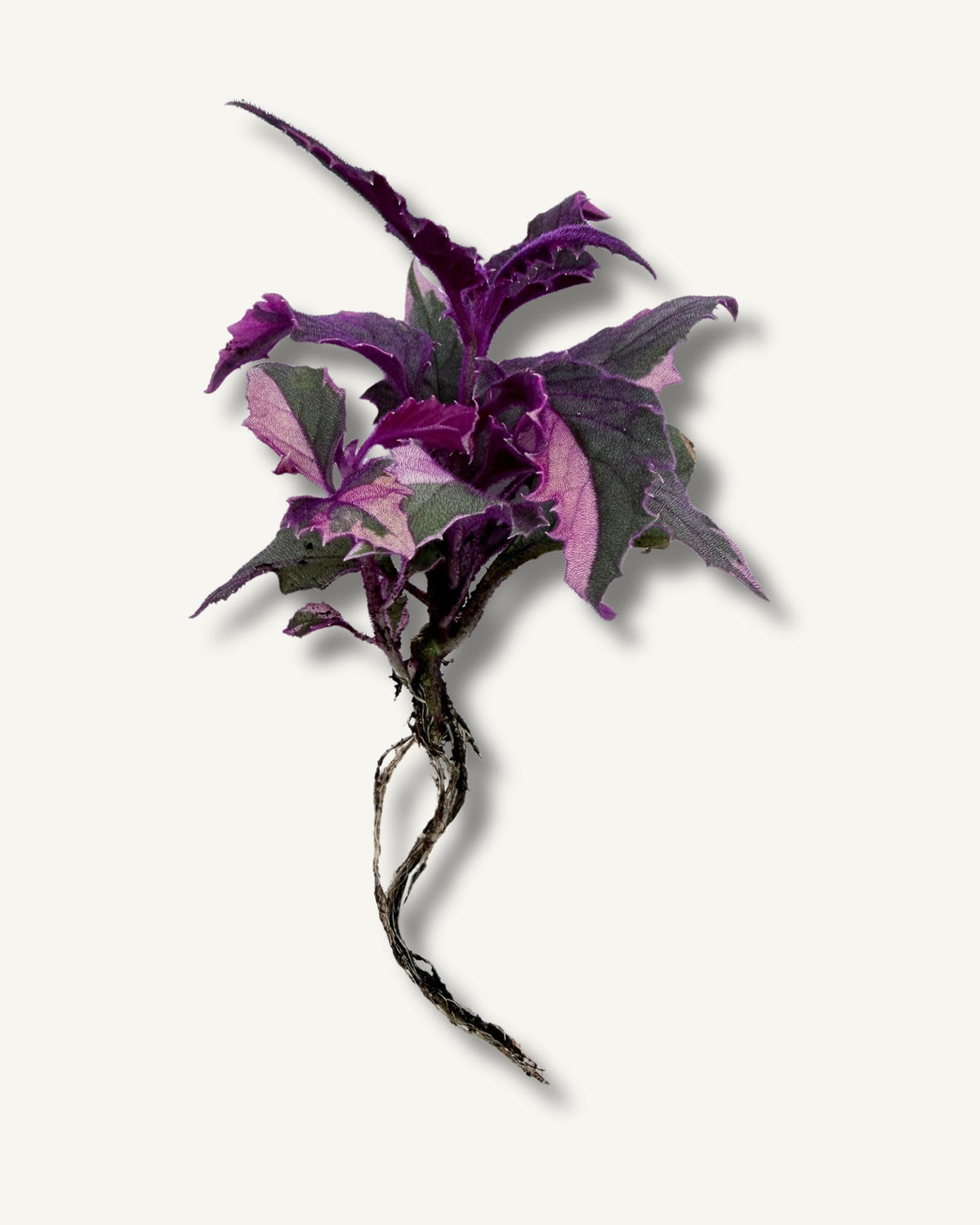 Gynura aurantiaca  | bewurzelter Ableger