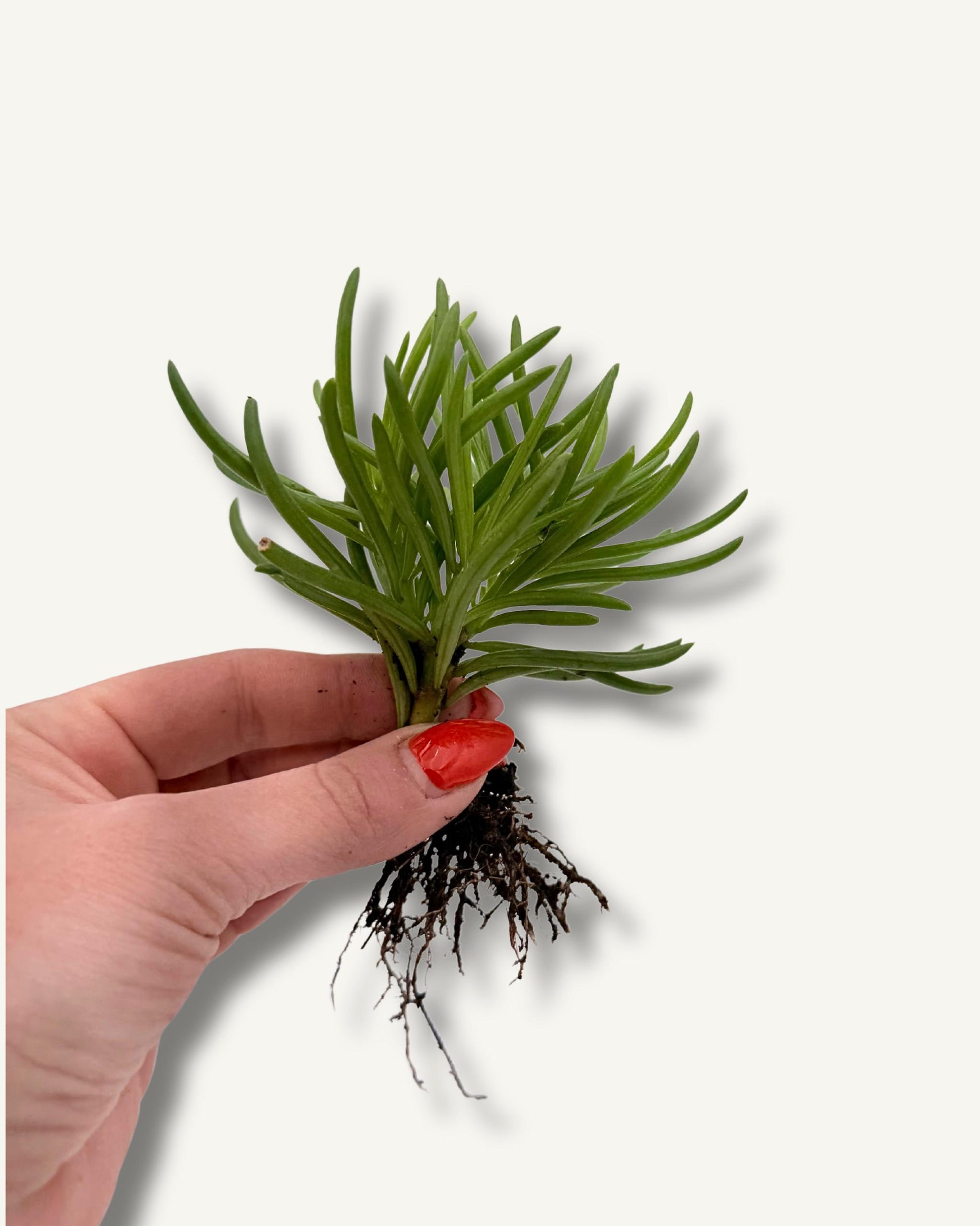 unser greiskraut, die perfekte größe