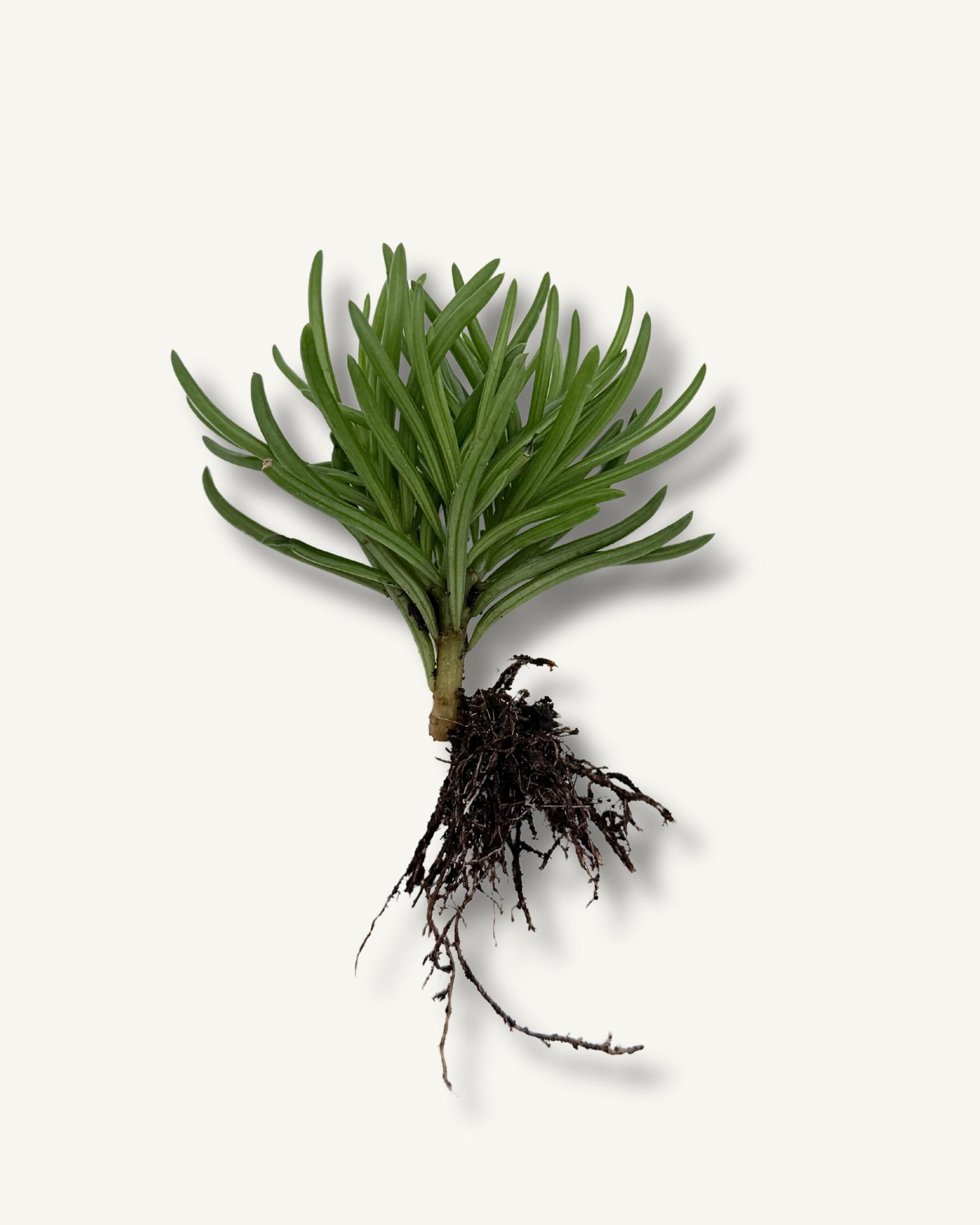 Das Himalaya greiskraut, bereit zum einpflanzen
