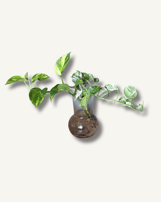 Hydro-Set – Design-Vase & 2 lange Efeututen-Ableger