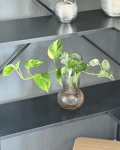 Hydro-Set – Design-Vase & 2 lange Efeututen-Ableger