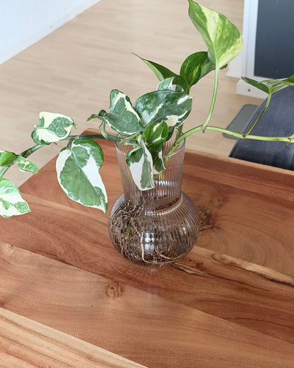 Hydro-Set – Design-Vase & 2 lange Efeututen-Ableger